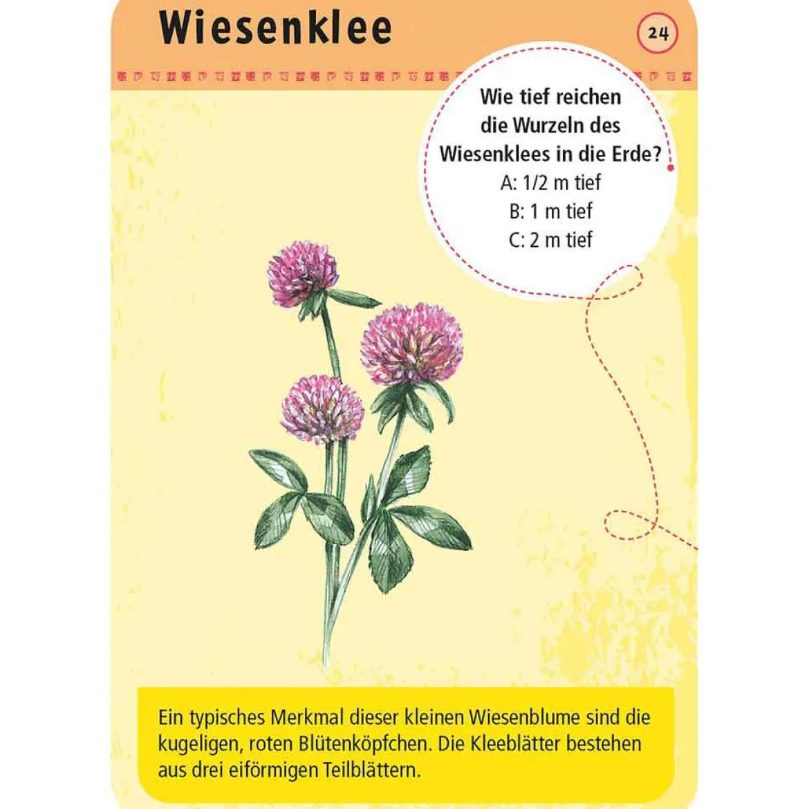 Moses Kartenset 50 heimische Blumen "Expedition Natur"