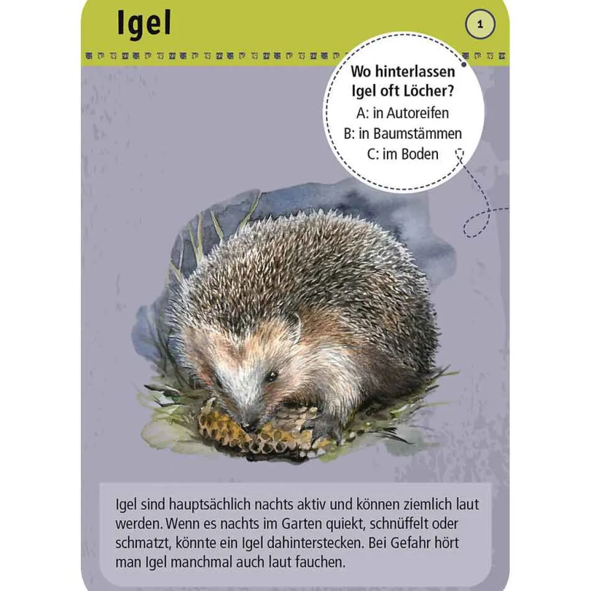 Moses Kartenset 50 Tiere der Nacht "Expedition Natur"