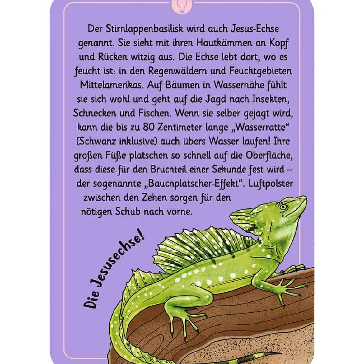 Moses Kartenset 50 Tierrätsel - Tricks&Tarnung "Expedition Natur"