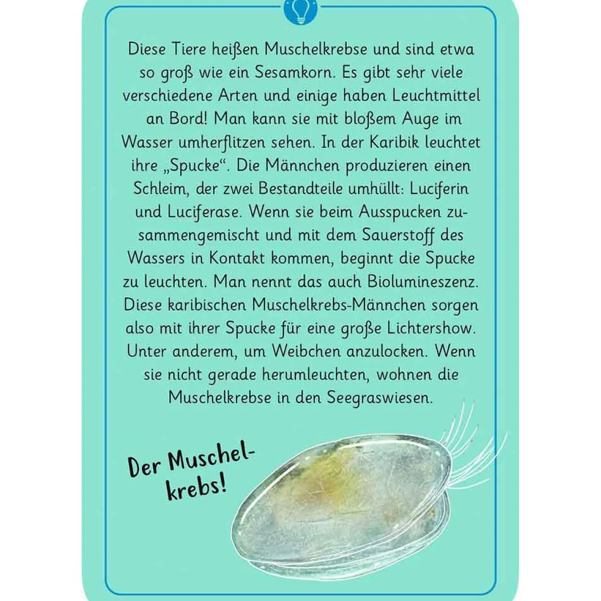 Moses Kartenset 50 Tierrätsel - Tricks&Tarnung "Expedition Natur"